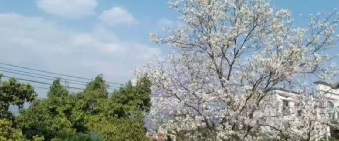 丽师青音‖落花不问归处，青春不问归期