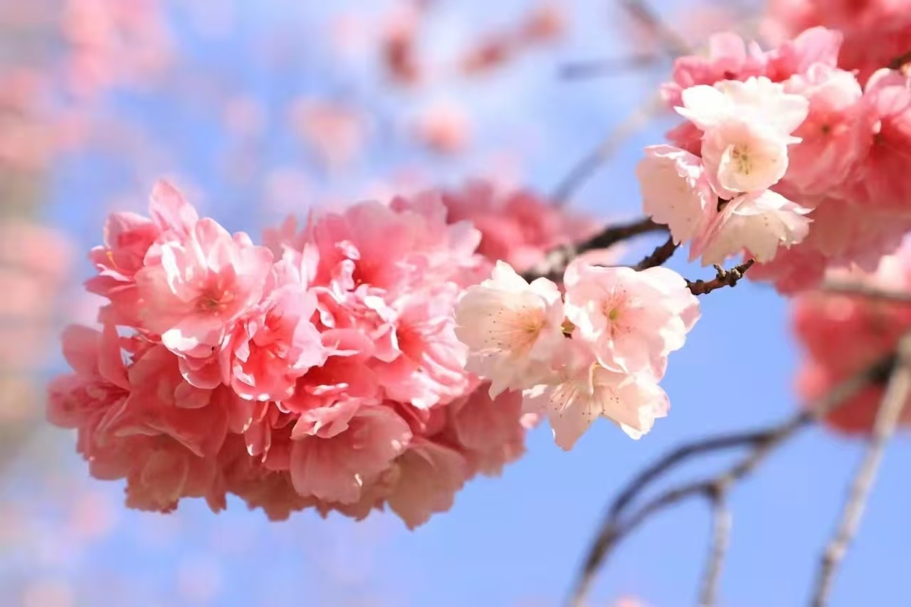 春满丽师，向阳而生